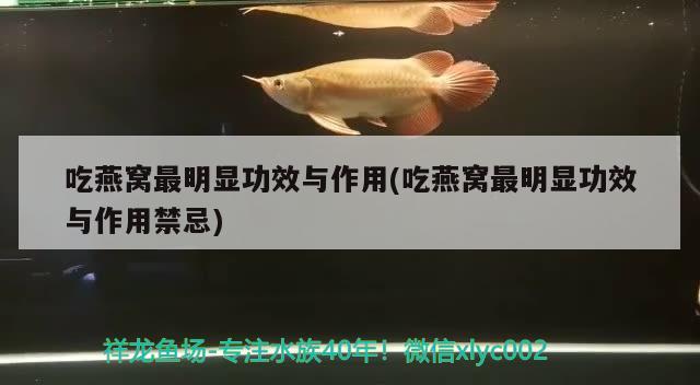 吃燕窝最明显功效与作用(吃燕窝最明显功效与作用禁忌)