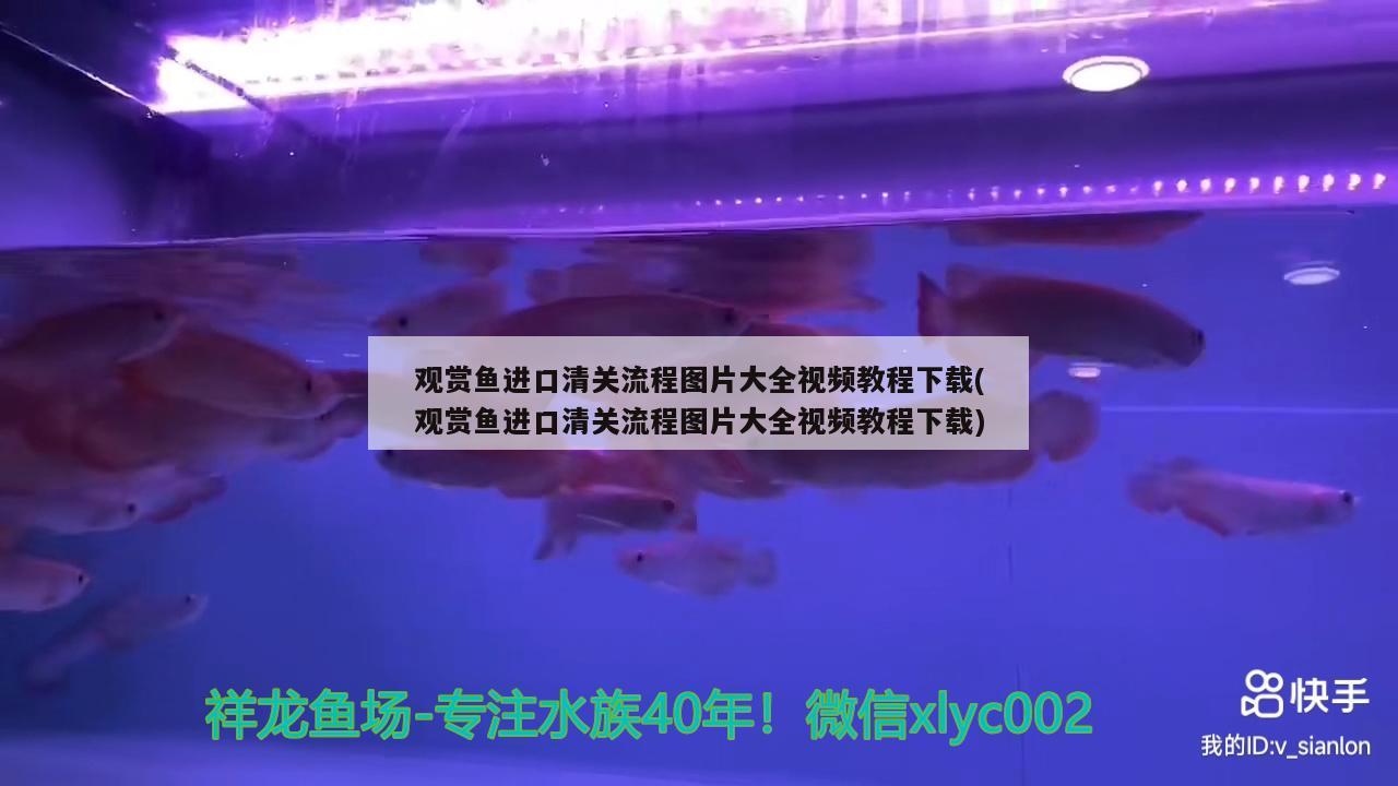 观赏鱼进口清关流程图片大全视频教程下载(观赏鱼进口清关流程图片大全视频教程下载) 观赏鱼进出口