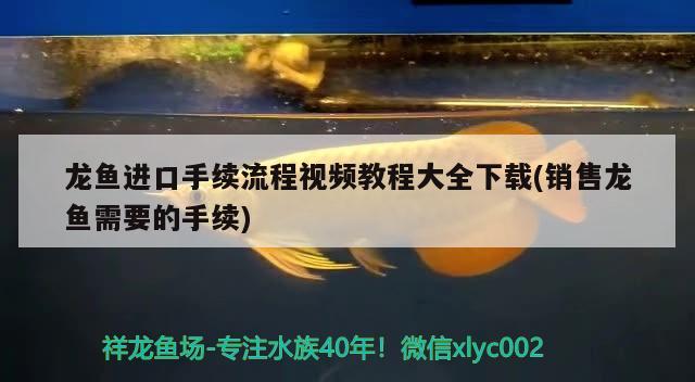 龙鱼进口手续流程视频教程大全下载(销售龙鱼需要的手续) 观赏鱼进出口