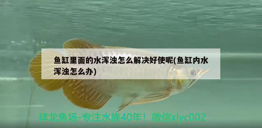 鱼缸里面的水浑浊怎么解决好使呢(鱼缸内水浑浊怎么办) 白子银版鱼