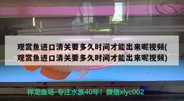 观赏鱼进口清关要多久时间才能出来呢视频(观赏鱼进口清关要多久时间才能出来呢视频) 观赏鱼进出口