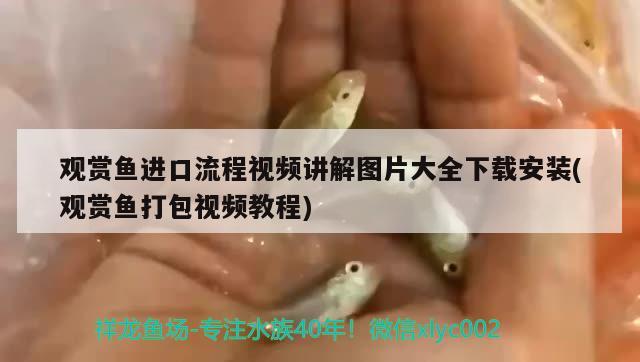 观赏鱼进口流程视频讲解图片大全下载安装(观赏鱼打包视频教程)