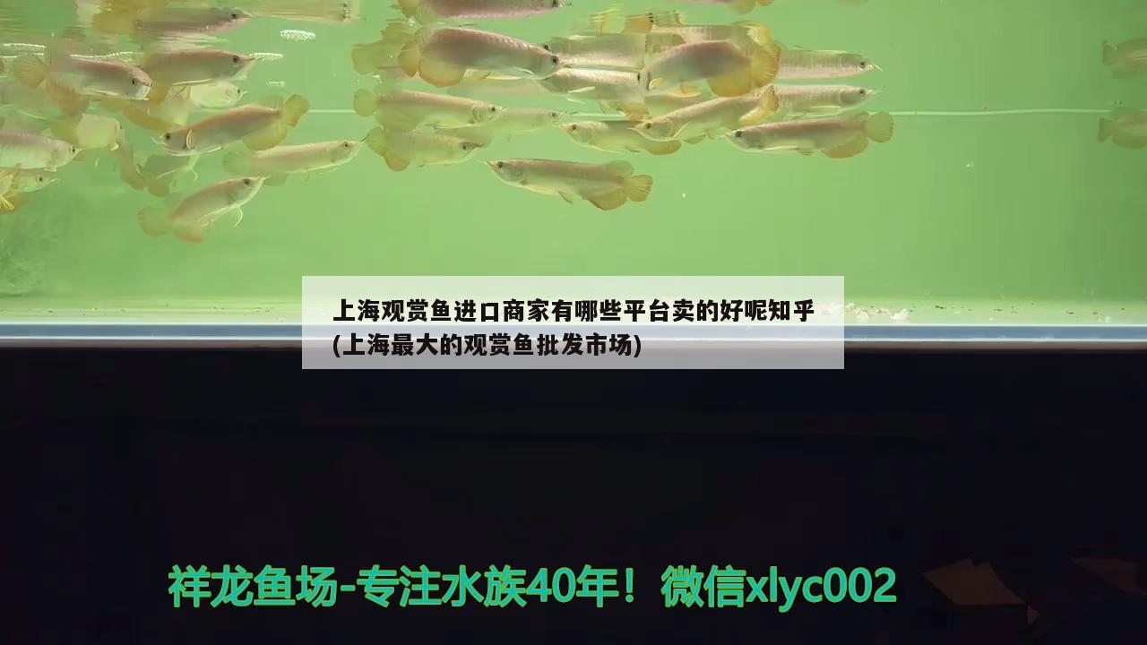 上海观赏鱼进口商家有哪些平台卖的好呢知乎(上海最大的观赏鱼批发市场)