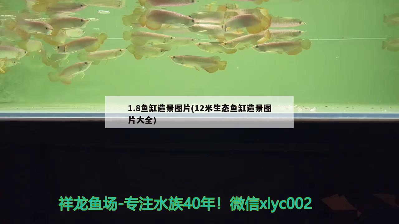1.8鱼缸造景图片(12米生态鱼缸造景图片大全) 鹦鹉鱼 第1张