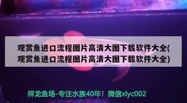 银龙鱼苗怎么开口养鱼的：银龙鱼苗怎么开口养鱼的呢 银龙鱼 第2张