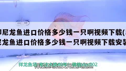 印尼龙鱼进口价格多少钱一只啊视频下载(印尼龙鱼进口价格多少钱一只啊视频下载安装)