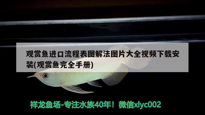 鲨鱼是软骨鱼还是软骨鱼？，大白鲨是硬骨鱼还是硬骨鱼，鲨鱼是硬骨鱼的体型不一 朱巴利鱼苗 第3张