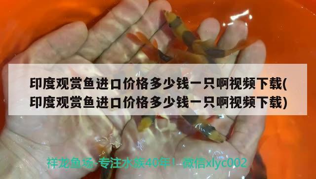 印度观赏鱼进口价格多少钱一只啊视频下载(印度观赏鱼进口价格多少钱一只啊视频下载) 观赏鱼进出口