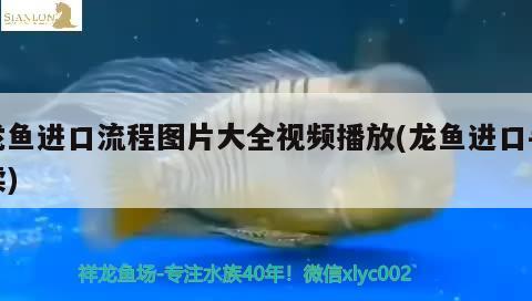 龙鱼进口流程图片大全视频播放(龙鱼进口手续) 观赏鱼进出口