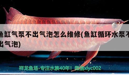 鱼缸气泵不出气泡怎么维修(鱼缸循环水泵不出气泡) 广州水族批发市场