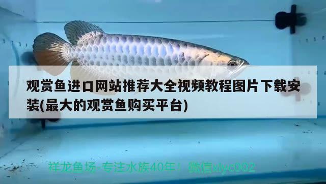 观赏鱼进口网站推荐大全视频教程图片下载安装(最大的观赏鱼购买平台) 观赏鱼进出口