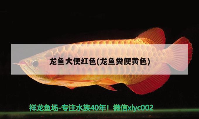 银屏灯鱼需要打氧吗（银屏灯鱼能混养吗） 水族灯（鱼缸灯） 第2张