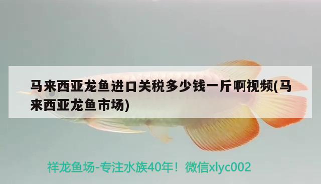 马来西亚龙鱼进口关税多少钱一斤啊视频(马来西亚龙鱼市场) 观赏鱼进出口