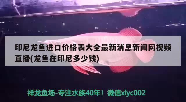 鱼缸里鱼食放多了怎么办，鱼缸里的鱼食放多了怎么办（鱼缸里的鱼食放多了怎么办，）