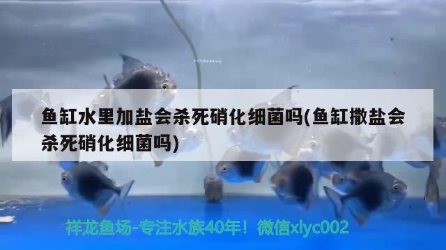 鱼缸水里加盐会杀死硝化细菌吗(鱼缸撒盐会杀死硝化细菌吗)