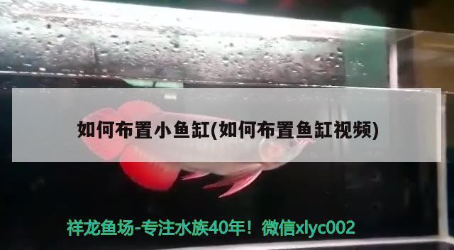 厦门市思明区叶玉霜水族店 全国水族馆企业名录 第2张