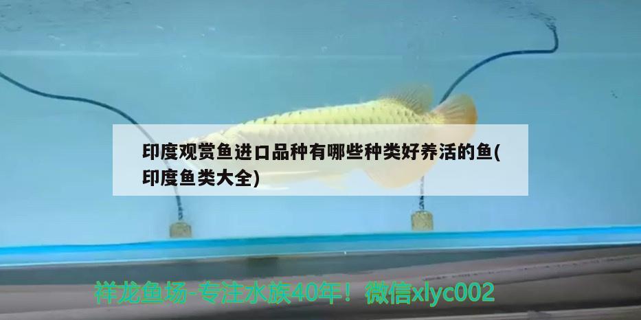 厦门市思明区叶玉霜水族店 全国水族馆企业名录 第1张