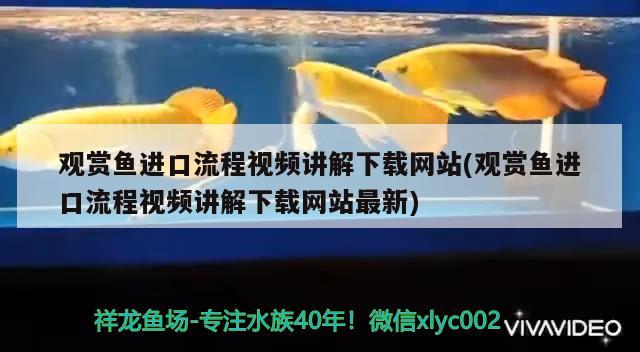 观赏鱼进口流程视频讲解下载网站(观赏鱼进口流程视频讲解下载网站最新) 观赏鱼进出口