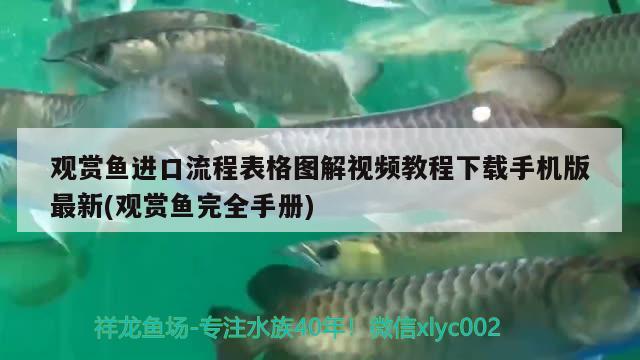 玻璃瓶做鱼缸图片（玻璃瓶做鱼缸图片大全）