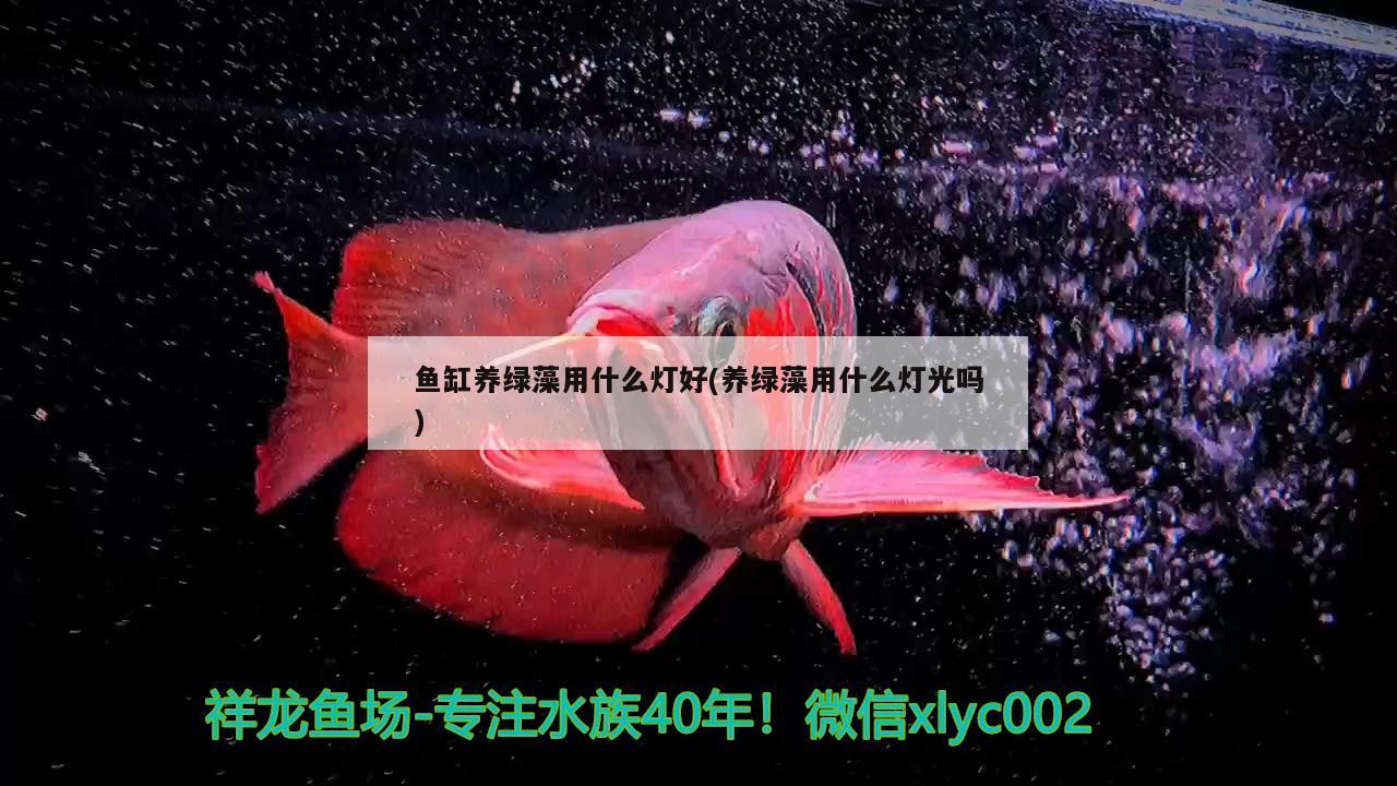 玻璃瓶做鱼缸图片（玻璃瓶做鱼缸图片大全） 祥龙水族医院 第2张