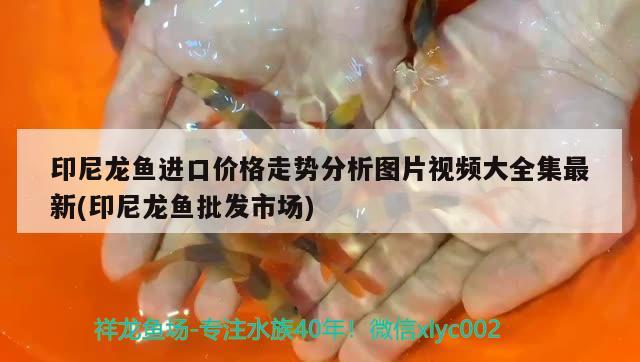 印尼龙鱼进口价格走势分析图片视频大全集最新(印尼龙鱼批发市场) 龙鱼批发