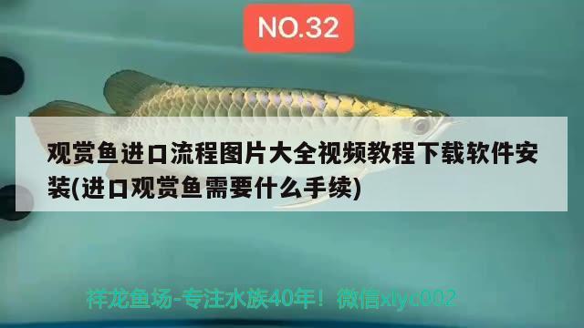 观赏鱼进口流程图片大全视频教程下载软件安装(进口观赏鱼需要什么手续)