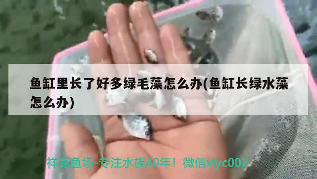 鱼缸里长了好多绿毛藻怎么办(鱼缸长绿水藻怎么办) iwish爱唯希品牌鱼缸