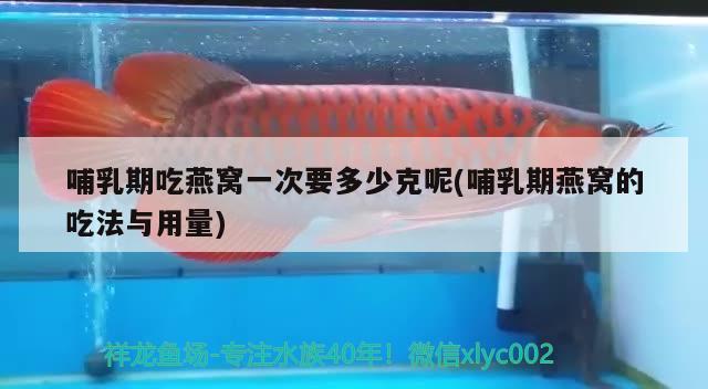 金龙鱼缸用什么灯比较好用（金龙鱼缸灯光怎么开合适） 水族灯（鱼缸灯） 第2张