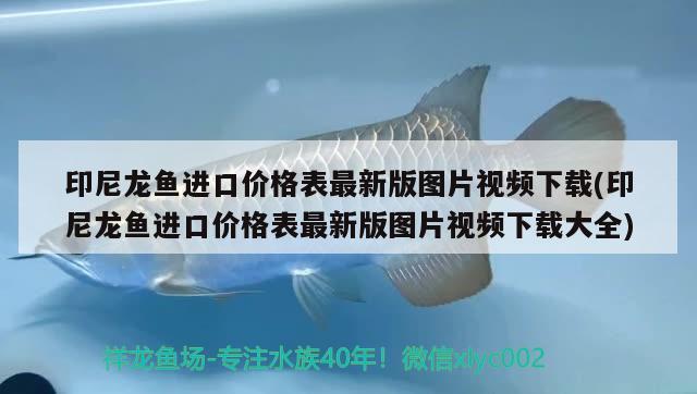 印尼龙鱼进口价格表最新版图片视频下载(印尼龙鱼进口价格表最新版图片视频下载大全)