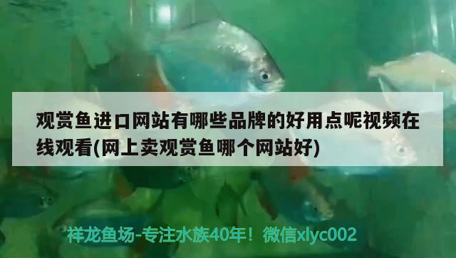 观赏鱼进口网站有哪些品牌的好用点呢视频在线观看(网上卖观赏鱼哪个网站好)