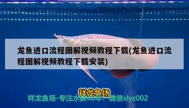 龙鱼进口流程图解视频教程下载(龙鱼进口流程图解视频教程下载安装) 观赏鱼进出口