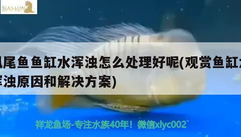 凤尾鱼鱼缸水浑浊怎么处理好呢(观赏鱼缸水浑浊原因和解决方案)