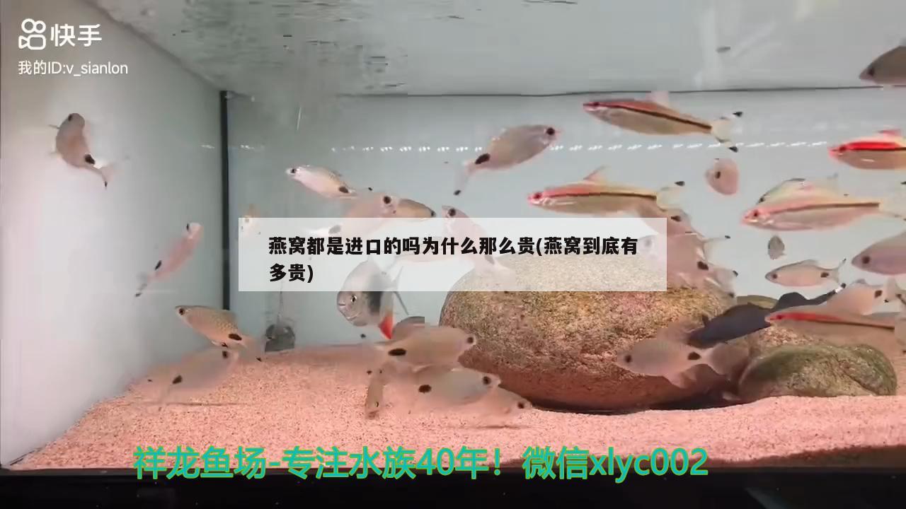 燕窝都是进口的吗为什么那么贵(燕窝到底有多贵)