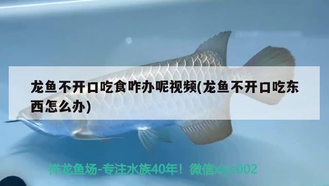 龙鱼不开口吃食咋办呢视频(龙鱼不开口吃东西怎么办) 泰庞海鲢鱼