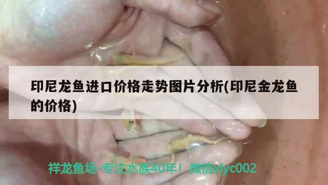 七彩雷龙鱼打架视频 七彩雷龙鱼配对 马拉莫宝石鱼苗 第1张