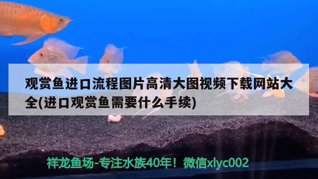 观赏鱼进口流程图片高清大图视频下载网站大全(进口观赏鱼需要什么手续)