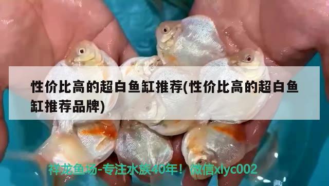 性价比高的超白鱼缸推荐(性价比高的超白鱼缸推荐品牌)