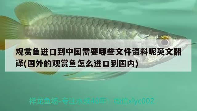 鱼缸水起泡沫然后有死鱼，为什么鱼缸水面有很多白色泡沫