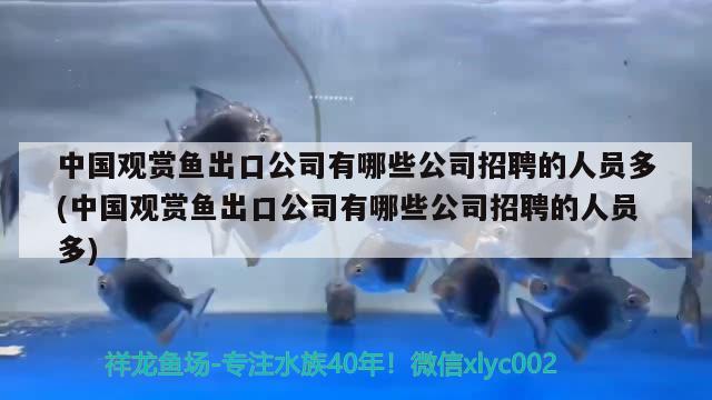 中国观赏鱼出口公司有哪些公司招聘的人员多(中国观赏鱼出口公司有哪些公司招聘的人员多)