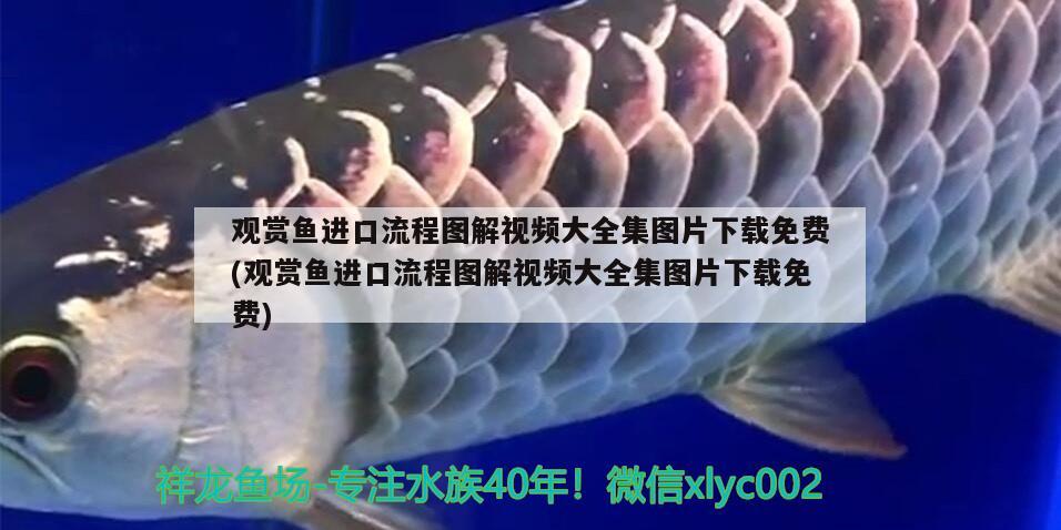 中国观赏鱼出口公司排名前十有哪些品种(中国观赏鱼批发市场排行榜)