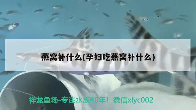 鱼缸制氧机多少钱一台的：鱼缸制氧机的工作原理 广州水族批发市场 第2张