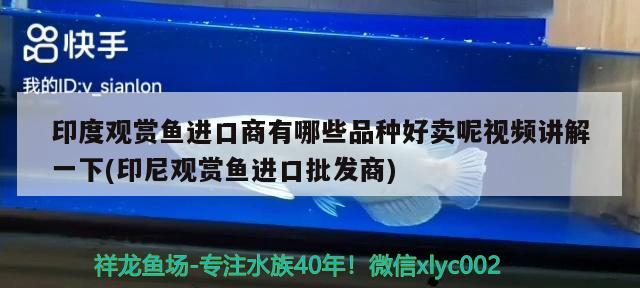 印度观赏鱼进口商有哪些品种好卖呢视频讲解一下(印尼观赏鱼进口批发商)