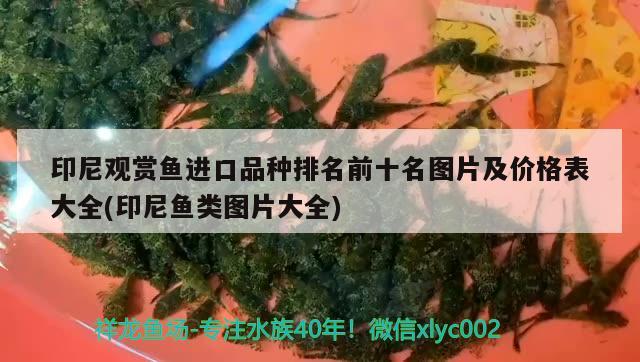 印尼观赏鱼进口品种排名前十名图片及价格表大全(印尼鱼类图片大全)