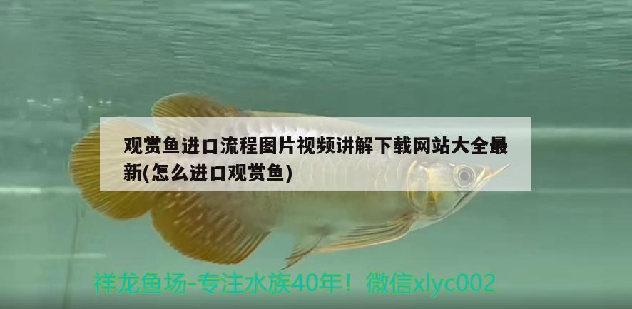 为什么恐龙鱼不吃东西了还会死 为什么恐龙鱼不吃东西了还会死亡 铁甲武士 第1张