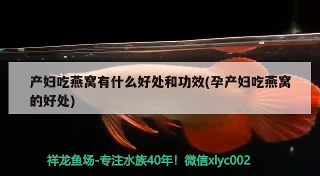 尖嘴鳄的介绍，尖嘴鳄是长嘴鳄吗 观赏鱼 第2张