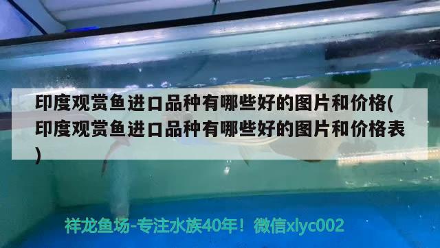 印度观赏鱼进口品种有哪些好的图片和价格(印度观赏鱼进口品种有哪些好的图片和价格表)