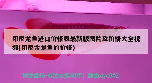 印尼龙鱼进口价格表最新版图片及价格大全视频(印尼金龙鱼的价格)