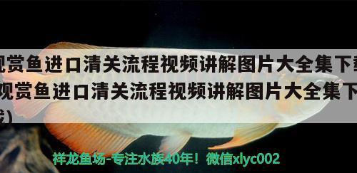 观赏鱼进口清关流程视频讲解图片大全集下载(观赏鱼进口清关流程视频讲解图片大全集下载) 观赏鱼进出口