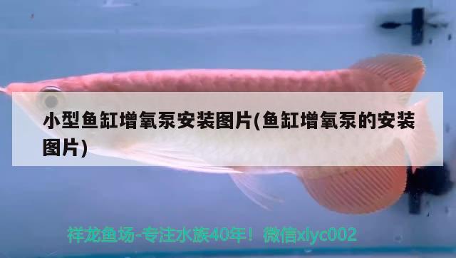 金龙鱼的食物（金龙鱼食物调和油价格） 祥龙水族滤材/器材