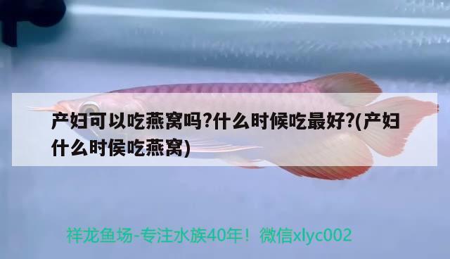 产妇可以吃燕窝吗?什么时候吃最好?(产妇什么时侯吃燕窝) 马来西亚燕窝